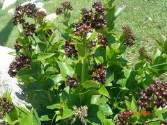 Vincetoxicum funebre