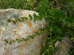 Vincetoxicum funebre