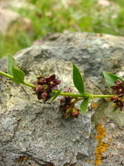 Vincetoxicum funebre