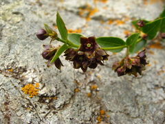 Vincetoxicum funebre