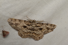 Hypomecis roboraria displicens