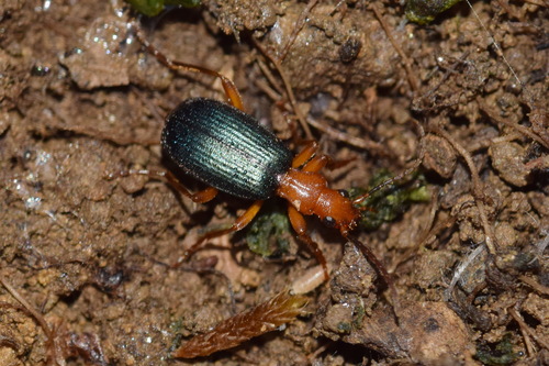Bombardier beetle