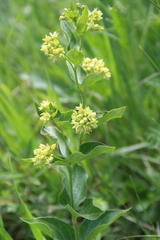 Vincetoxicum hirundinaria hirundinaria