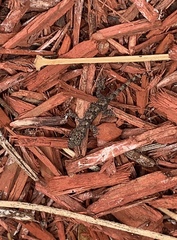 Hemidactylus mabouia