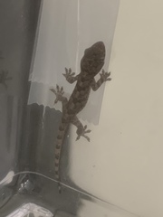 Hemidactylus mabouia