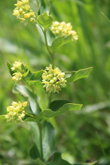 Vincetoxicum hirundinaria hirundinaria