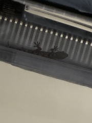 Hemidactylus mabouia