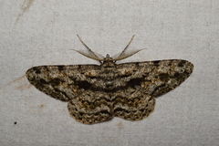 Hypomecis roboraria displicens