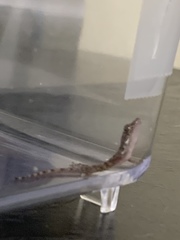 Hemidactylus mabouia