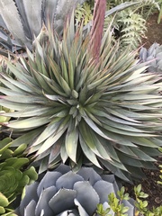 Agave obscura