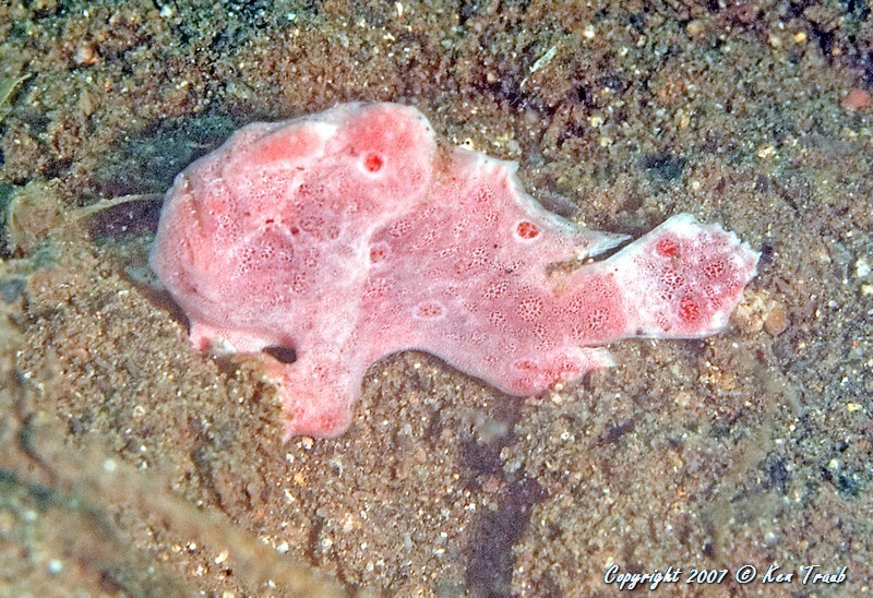 Ocellated Frogfish