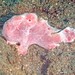 Ocellated Frogfish - Photo (c) Ken Traub, some rights reserved (CC BY-ND)