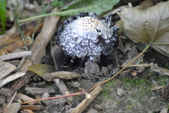 Coprinus comatus