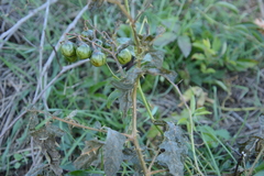 Solanum carolinense