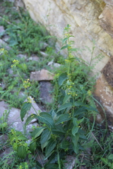 Vincetoxicum rehmannii