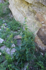 Vincetoxicum rehmannii