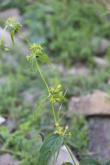 Vincetoxicum rehmannii