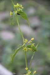 Vincetoxicum rehmannii