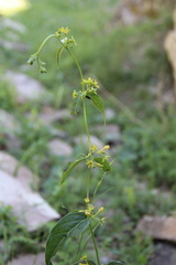 Vincetoxicum rehmannii
