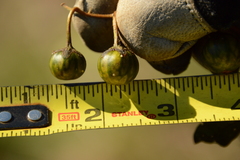 Solanum carolinense