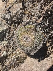 Mammillaria polythele