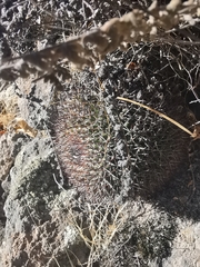 Mammillaria polythele
