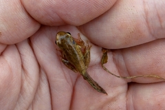 Dendropsophus bogerti