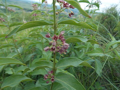 Vincetoxicum schmalhausenii