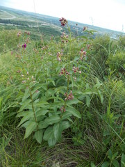 Vincetoxicum schmalhausenii