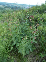 Vincetoxicum schmalhausenii
