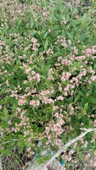 Alternanthera porrigens