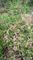 Alternanthera porrigens