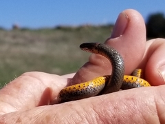 Diadophis punctatus similis