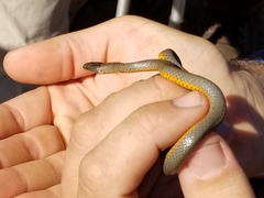Diadophis punctatus similis