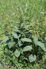 Vincetoxicum schmalhausenii