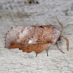 Phyllodesma occidentis