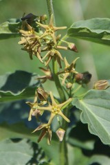 Vincetoxicum schmalhausenii
