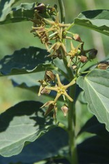 Vincetoxicum schmalhausenii