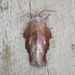 Phyllodesma occidentis