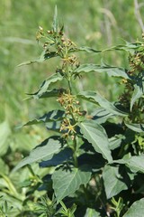 Vincetoxicum schmalhausenii