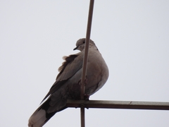 Streptopelia decaocto