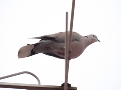 Streptopelia decaocto