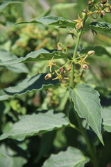 Vincetoxicum schmalhausenii