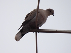 Streptopelia decaocto