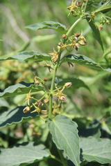 Vincetoxicum schmalhausenii