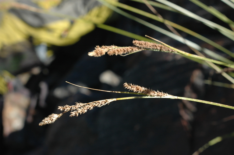 Carex congdonii