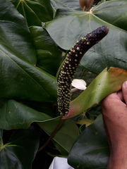 Anthurium nymphaeifolium