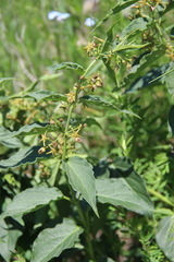 Vincetoxicum schmalhausenii
