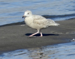 Larus glaucescens × hyperboreus
