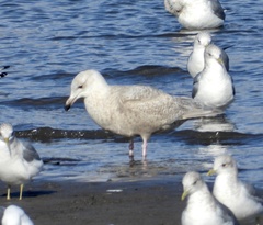 Larus glaucescens × hyperboreus